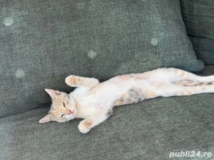 adoptie pisici fete - imagine 4