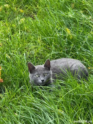 adoptie pisici fete - imagine 2