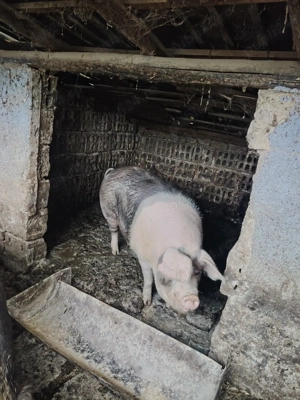 Vând porc pentru sacrificat - imagine 2