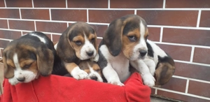 Catelusi beagle tricolor