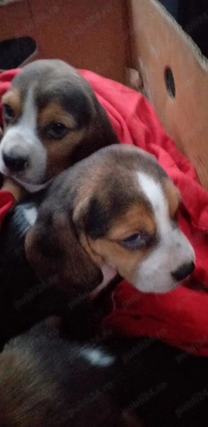 Catelusi beagle tricolor - imagine 3