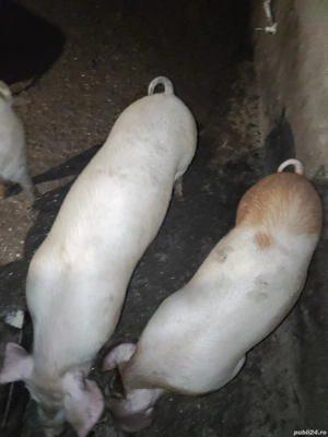 vand porci  - imagine 3