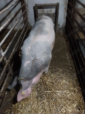 Porci de vanzare - imagine 3