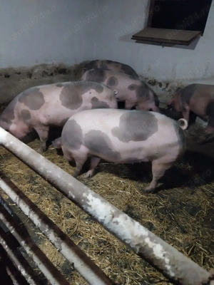 Porci de vanzare - imagine 4