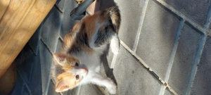 Donatie pisicuta 4 luni