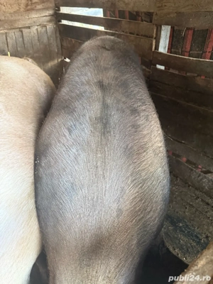 vand porc de tara - imagine 4