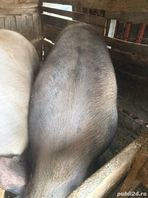 vand porc de tara - imagine 3