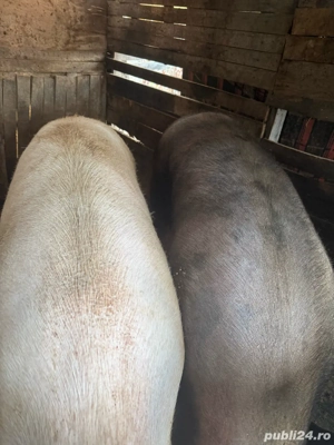 vand porc de tara - imagine 5