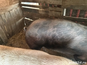 vand porc de tara - imagine 2