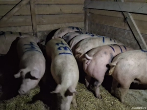 vând porci 125-145 kg