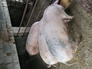 Vand porci purcele 150 de kg Landrace - imagine 2