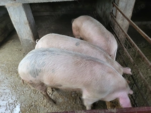 Vand porci purcele 150 de kg Landrace - imagine 4