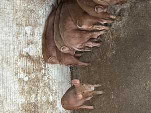 Purcei Duroc - Marele Alb 12 saptamani - imagine 4