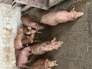 Purcei Duroc - Marele Alb 12 saptamani - imagine 2