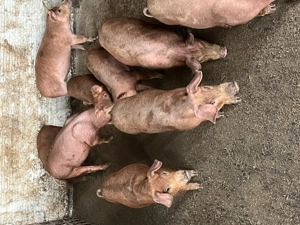 Purcei Duroc - Marele Alb 12 saptamani - imagine 3