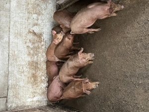 Purcei Duroc - Marele Alb 12 saptamani