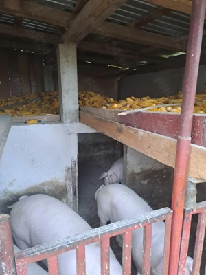 Vand porci tineri pentru sacrificare