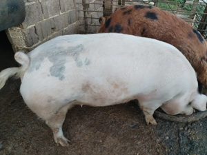 Vind porc(femela) de curte - imagine 2