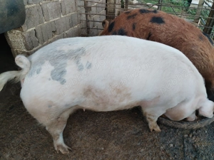 Vind porc(femela) de curte - imagine 3