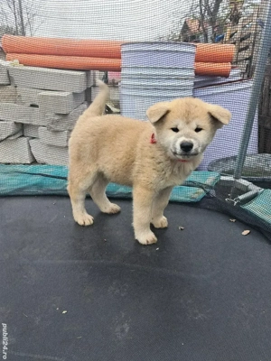 De vanzare AKITA INU 8 saptamani - imagine 2