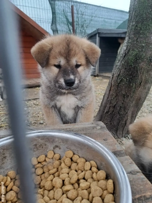 De vanzare AKITA INU 8 saptamani - imagine 3