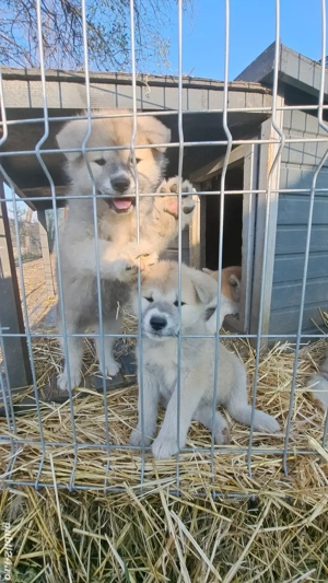 De vanzare AKITA INU 8 saptamani
