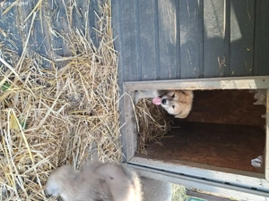 De vanzare AKITA INU 8 saptamani - imagine 4