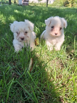 Bichon maltez talie mică - imagine 2