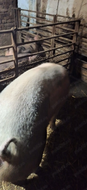 Vand scroafa de carne  - imagine 2