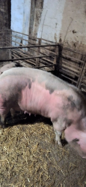 Vand scroafa de carne 