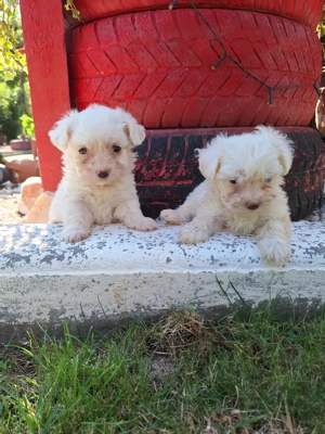 Bichon maltez talie mică