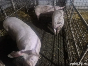 Vand porci  - imagine 2