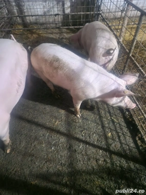 Vand porci  - imagine 3