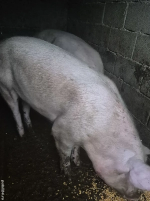 De vânzare  - imagine 3