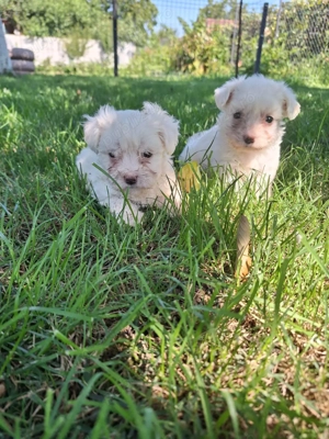 Bichon maltez talie mică - imagine 4
