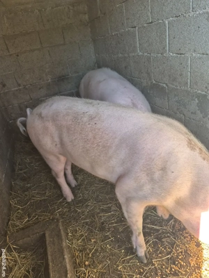 De vânzare porc rasa Landrace - imagine 4