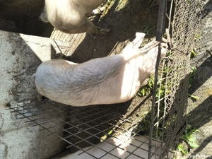 porc de vanzare crescut de noi in curte  - imagine 2