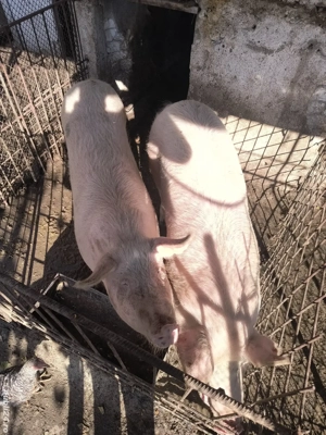 porc de vanzare crescut de noi in curte 