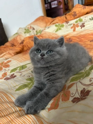 Pui British Shorthair - imagine 5