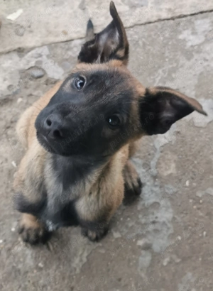 Ciobănesc Belgian Malinois