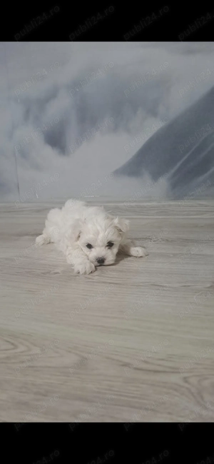 Bichon maltez disponibil 3 cateluse si un catel
