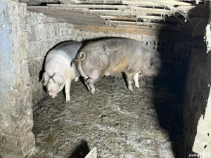 Vand porci !  - imagine 2