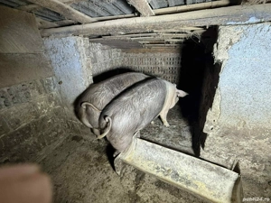 Vand porci !  - imagine 3