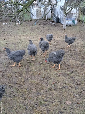 Cocosi plymouth rock barat - imagine 3