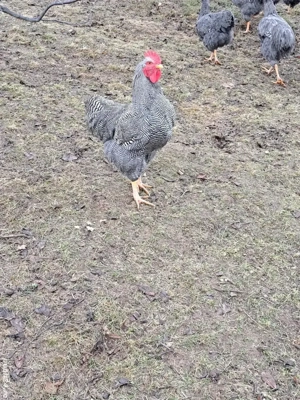 Cocosi plymouth rock barat - imagine 4