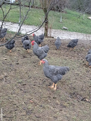 Cocosi plymouth rock barat