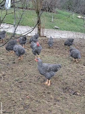 Cocosi plymouth rock barat - imagine 5