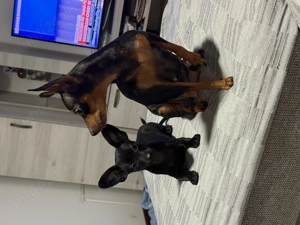 Pinsker pitic caută familie  - imagine 2