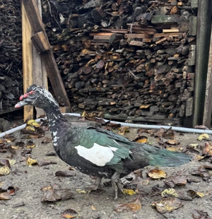 Vând   schimb rățoi lesesc (mască neagră)