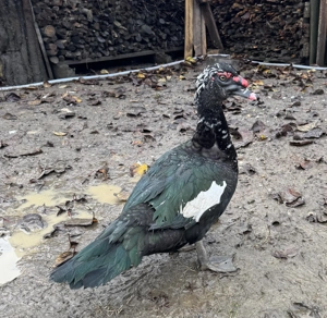 Vând   schimb rățoi lesesc (mască neagră) - imagine 3